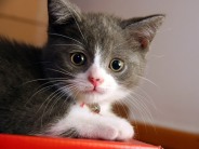 cute-meow-cat